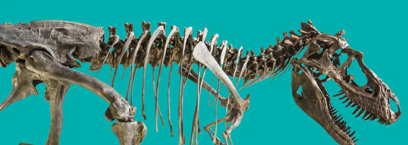 photo of a T-rex skeleton